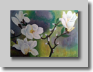 Magnolia in bloei