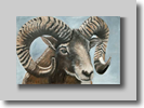 Mouflon