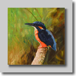 Ijsvogel
