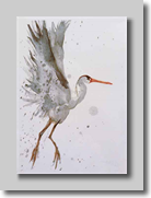 Reiger